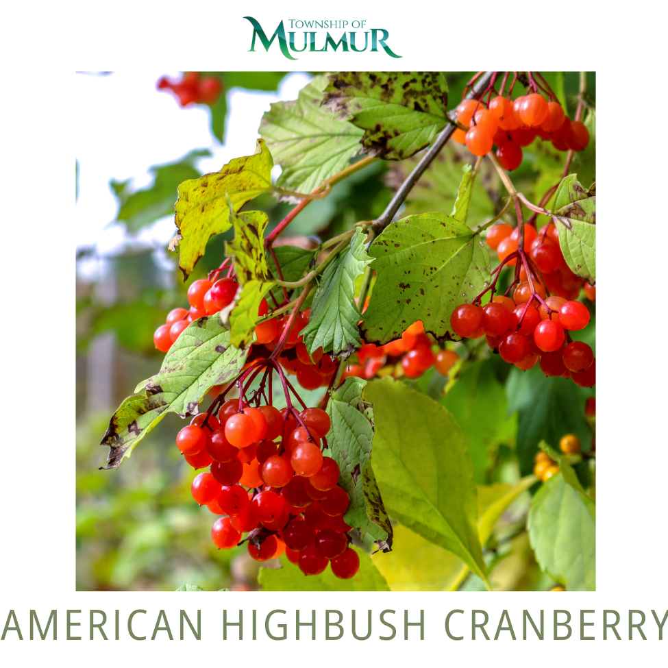 American Highbush Cranberry Seedlings 2026