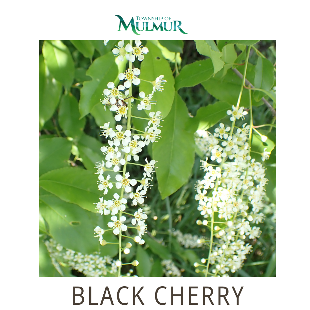 Black Cherry Tree (Potted) 2026