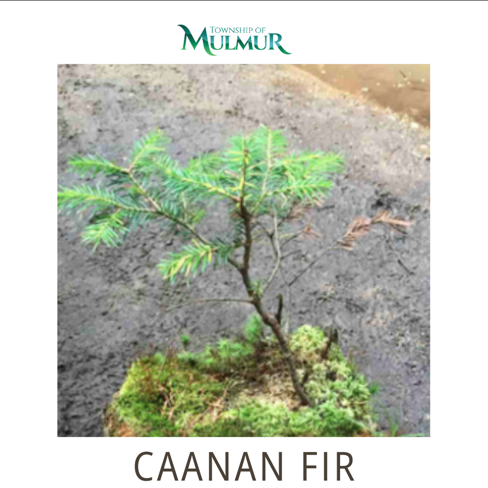 Canaan Fir Seedlings 2026