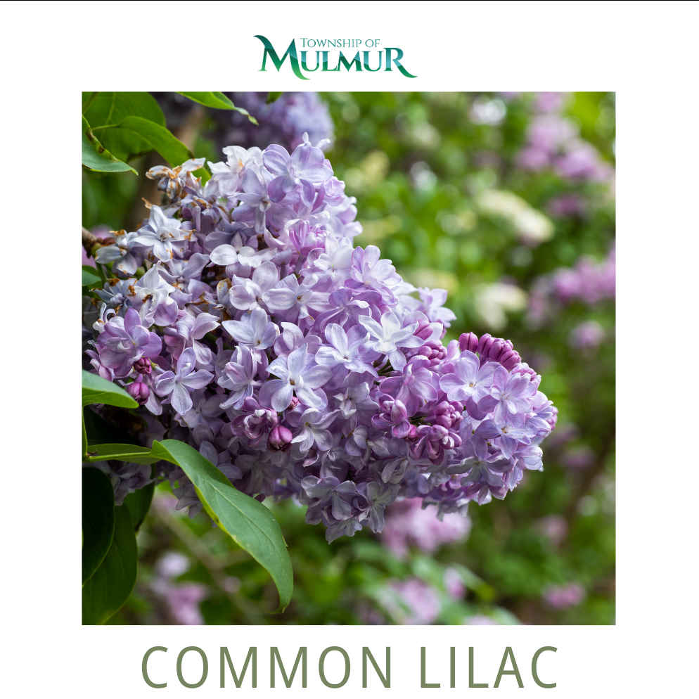 Common Lilac Seedlings 2026