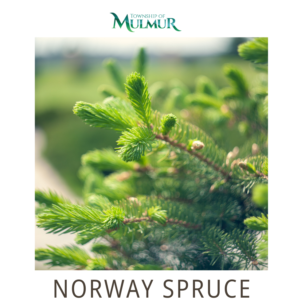 Norway Spruce Seedlings 2026