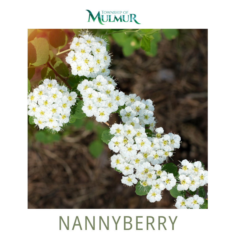 Nannyberry Seedlings 2026