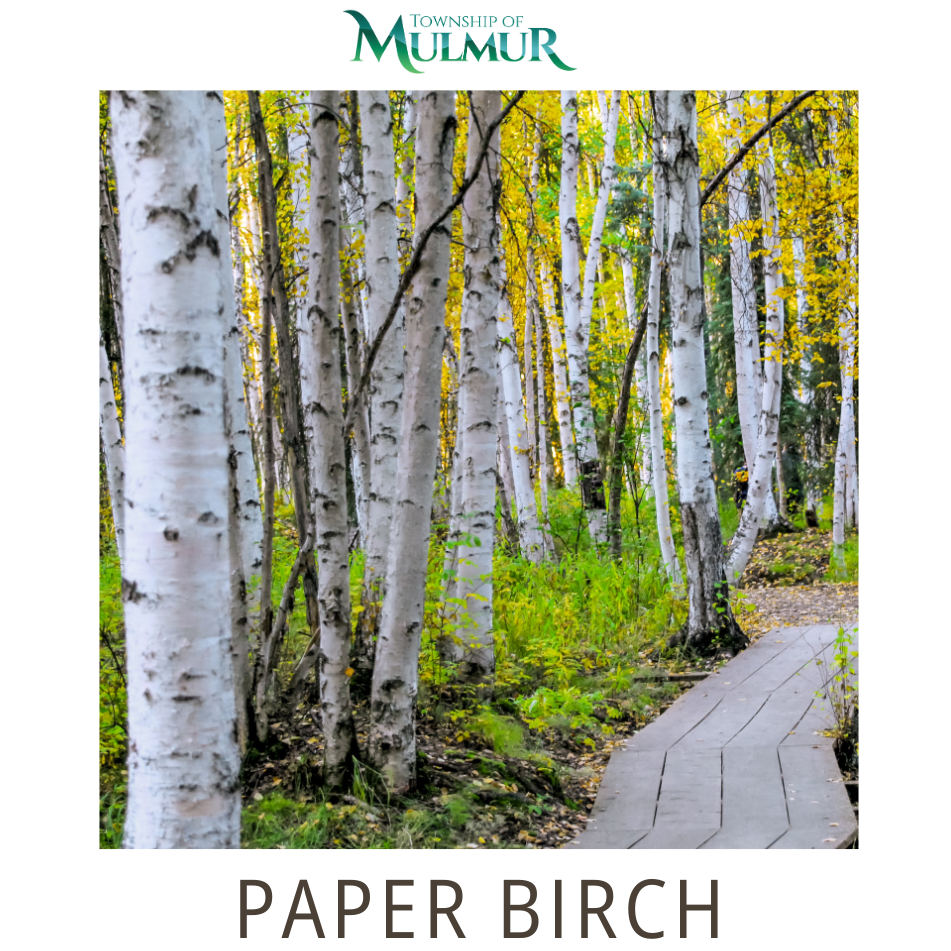 Paper Birch Tree (Potted) 2026
