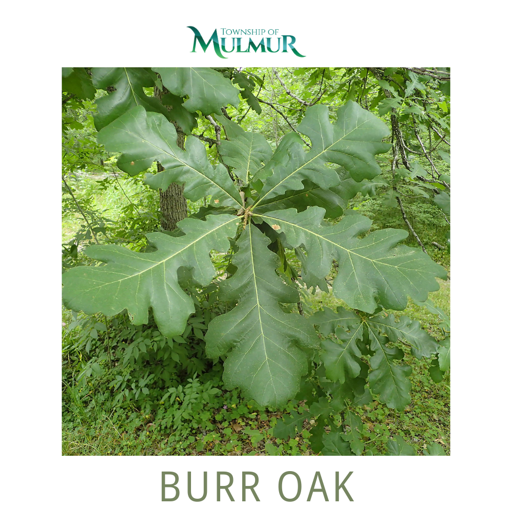 Burr Oak Tree (Potted) 2026