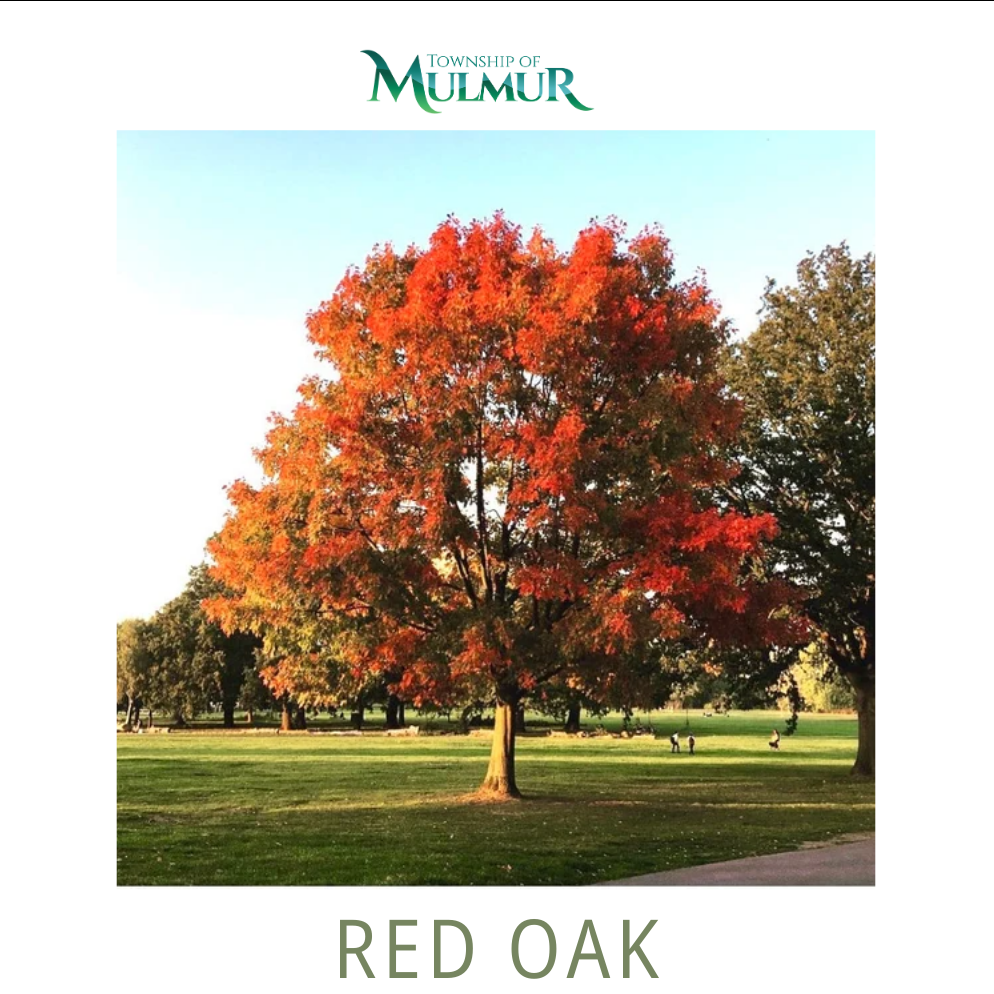 Red Oak Seedlings 2026