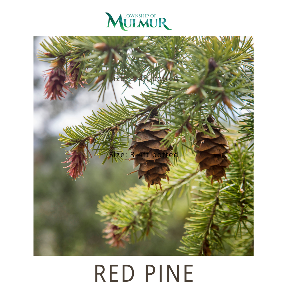 Red Pine Seedlings 2026