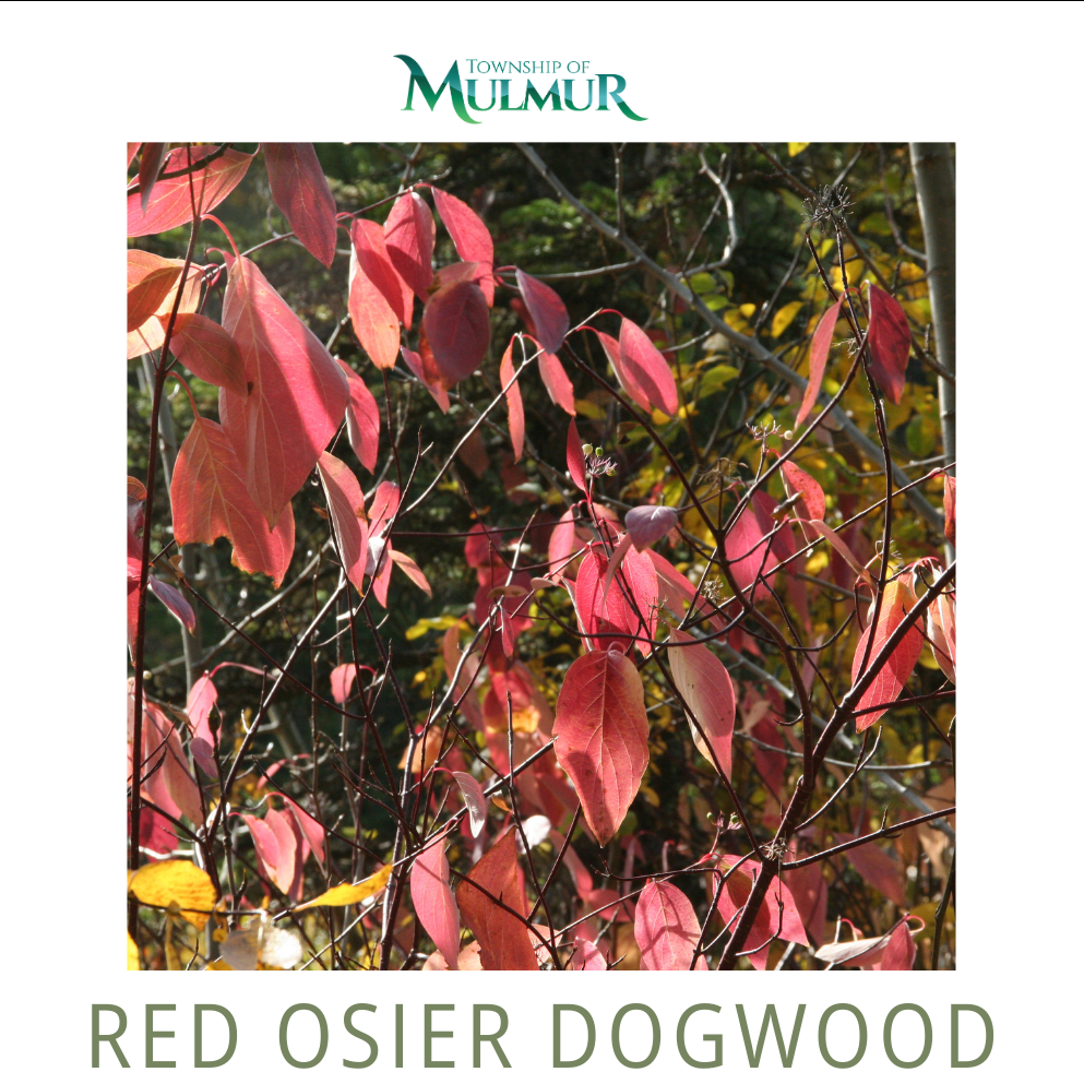 Red Osier Dogwood Seedlings 2026