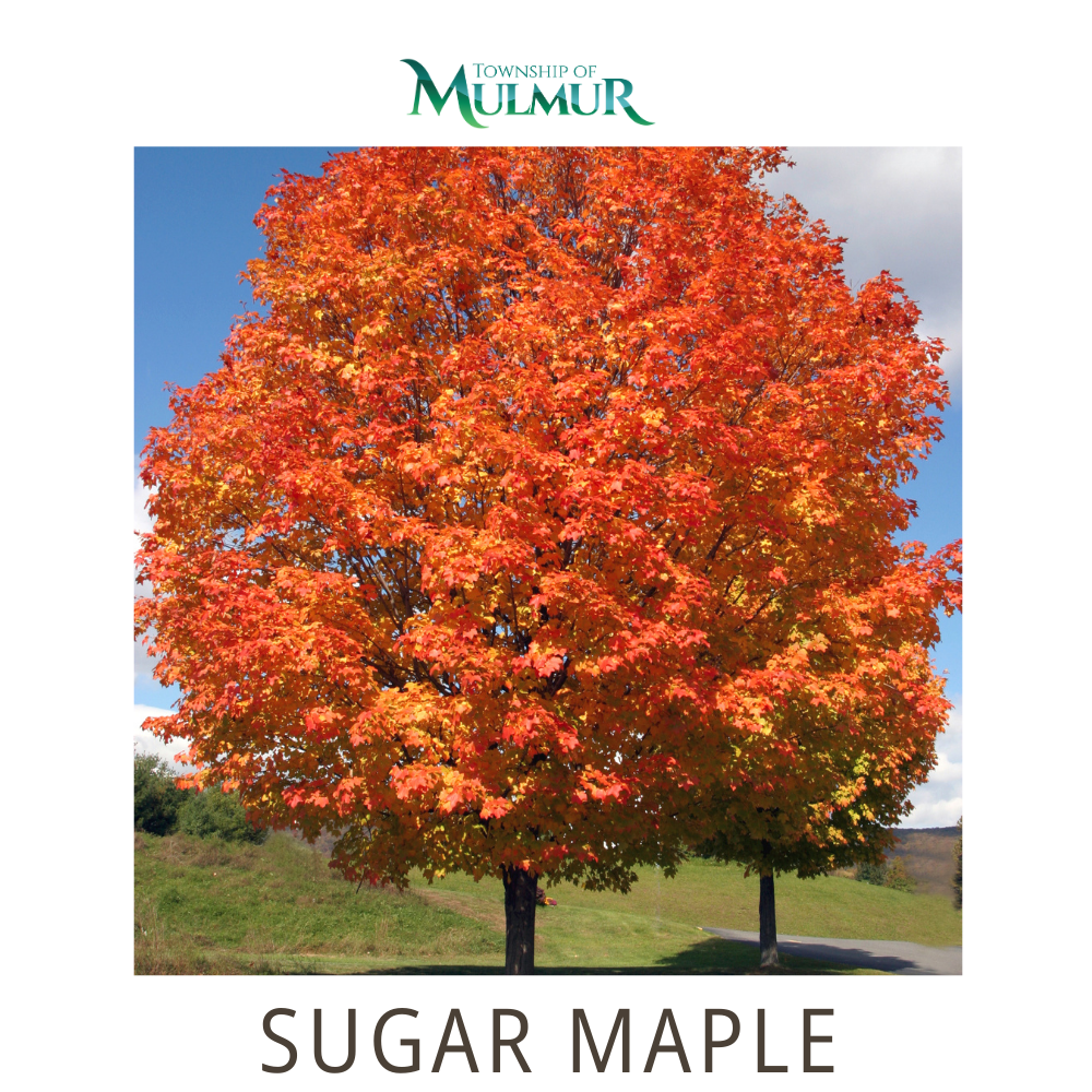 Sugar Maple (Potted) 2026