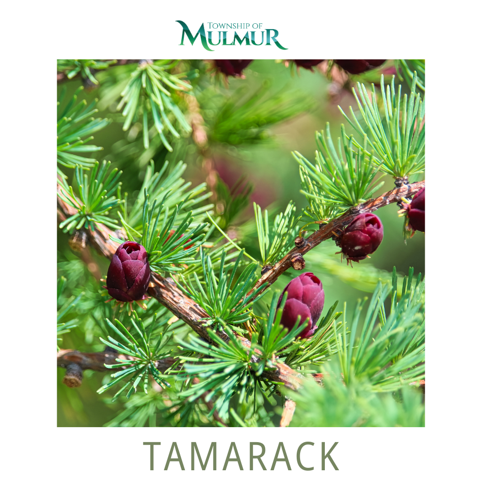 Tamarack Seedlings 2026
