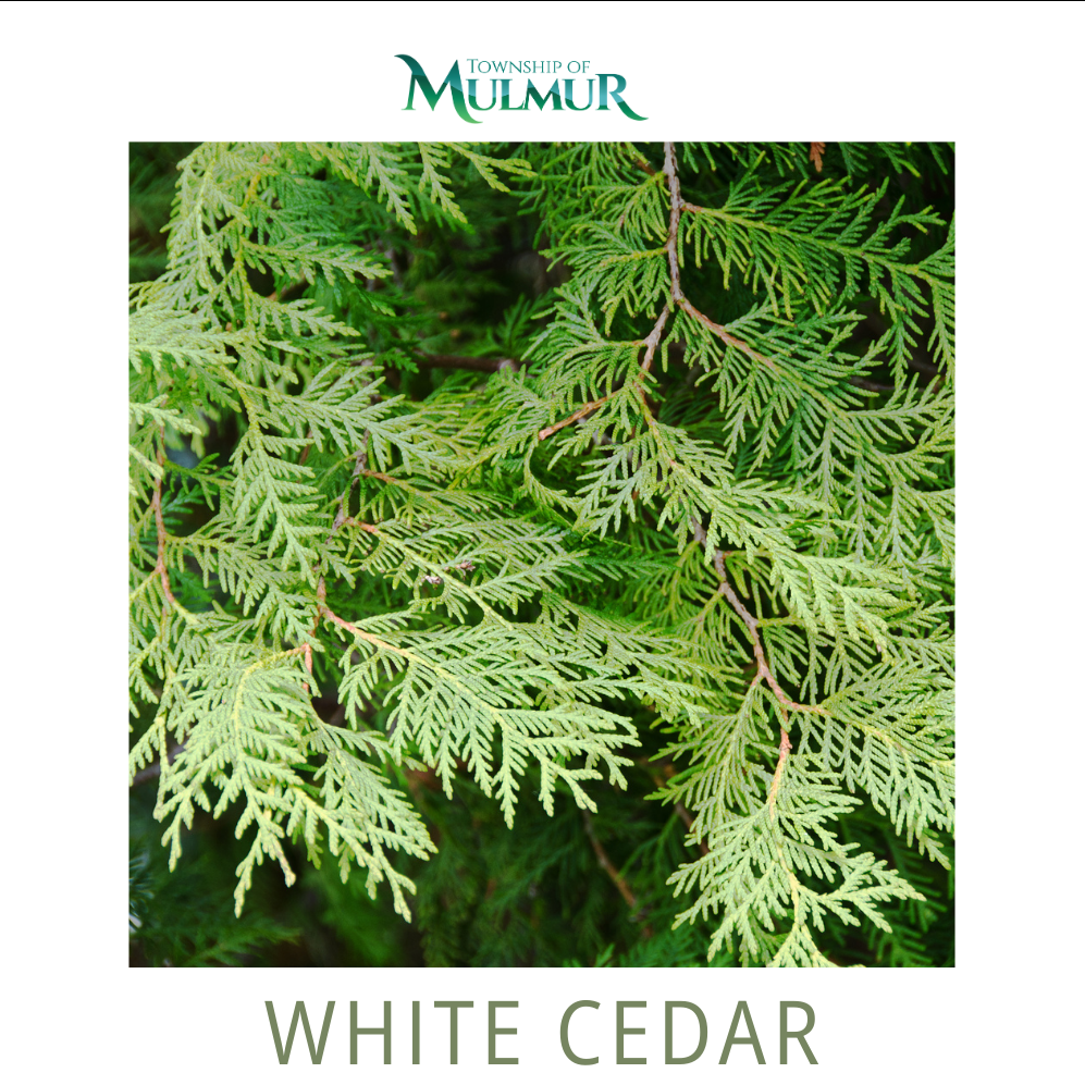 White Cedar Seedlings 2026