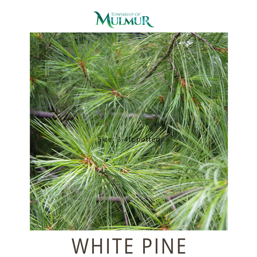 White Pine Seedlings 2026