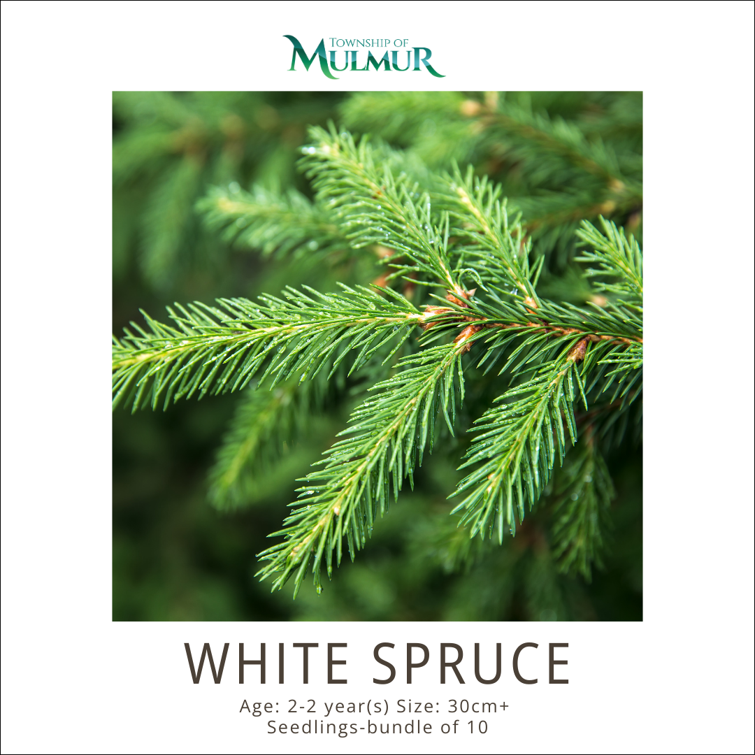 White Spruce