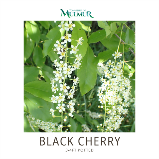 Black Cherry Tree -