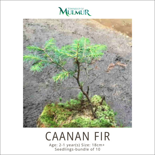 Canaan Fir