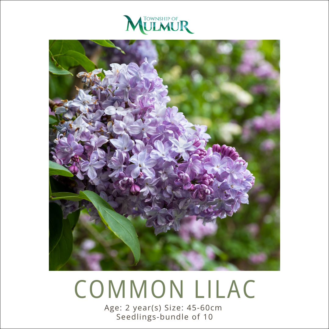 Common Lilac Seedlings -