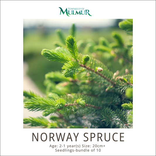 Norway Spruce