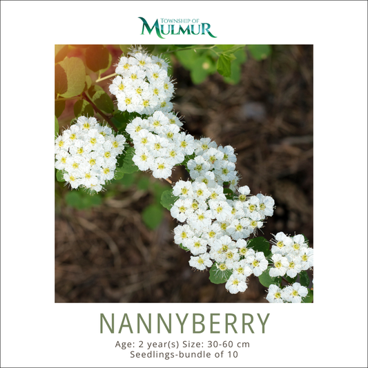 Nannyberry Seedlings -