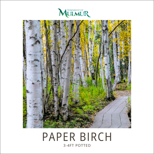 Paper Birch Tree