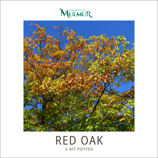 Red Oak Tree