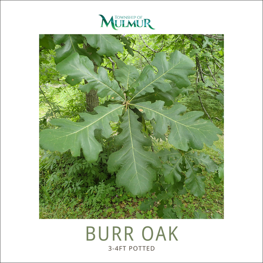 Burr Oak Tree (potted)