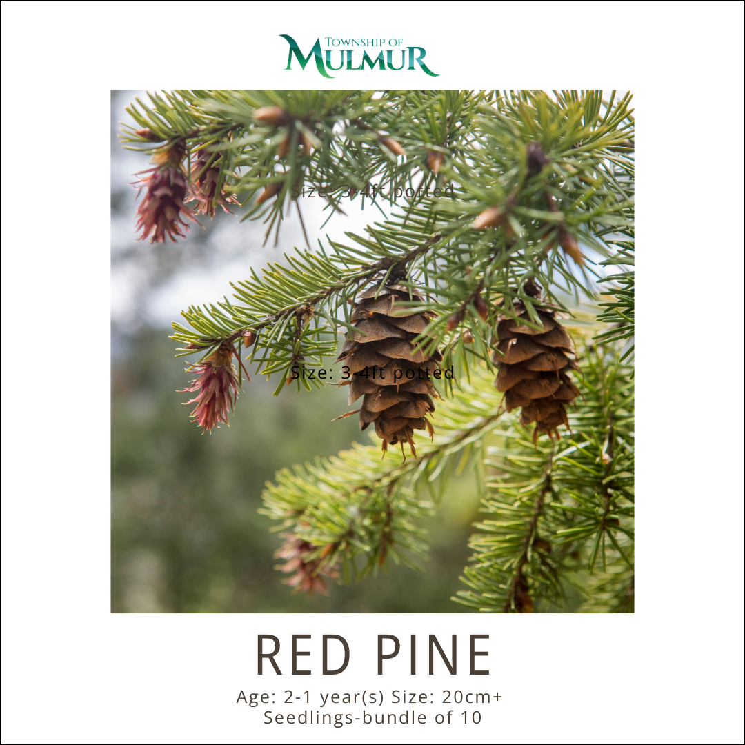 Red Pine