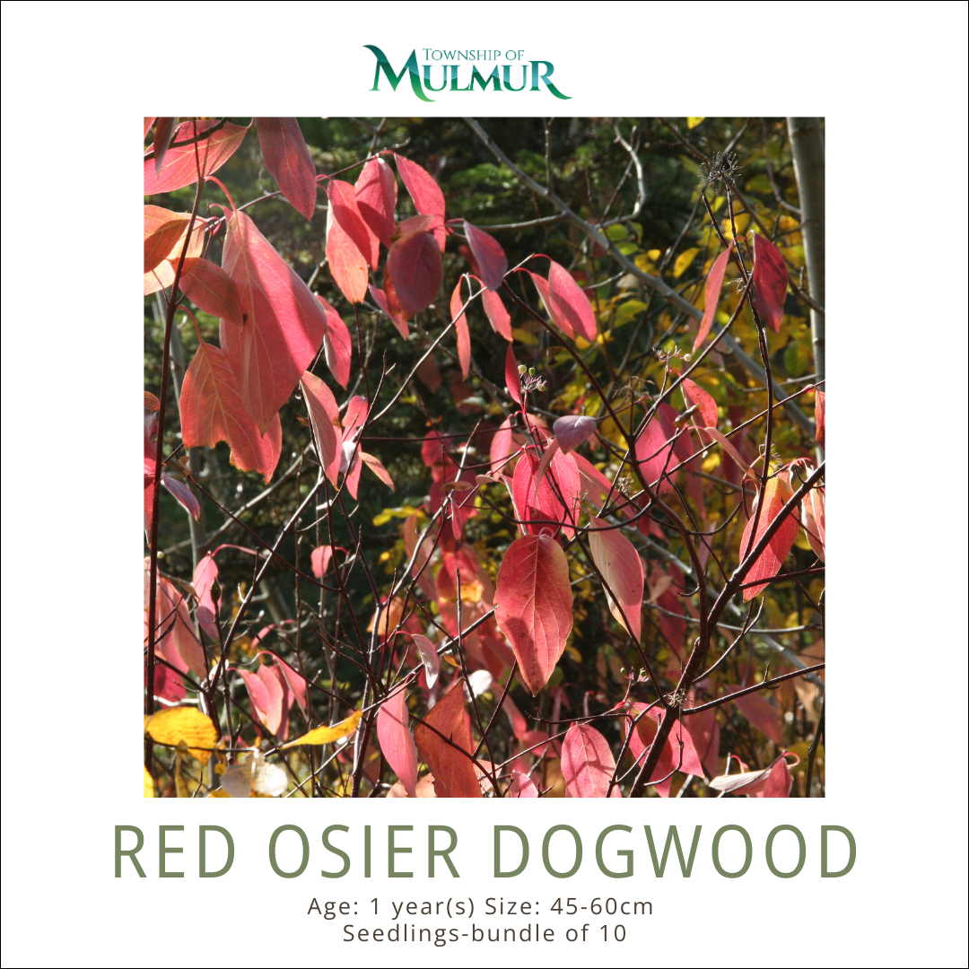 Red Osier Dogwood Seedlings