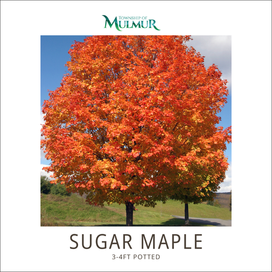 Sugar Maple