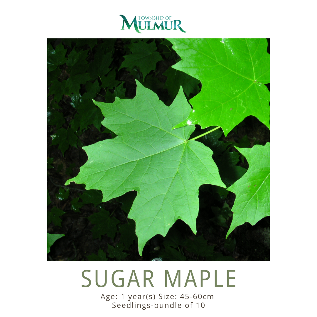 Sugar Maple Seedlings