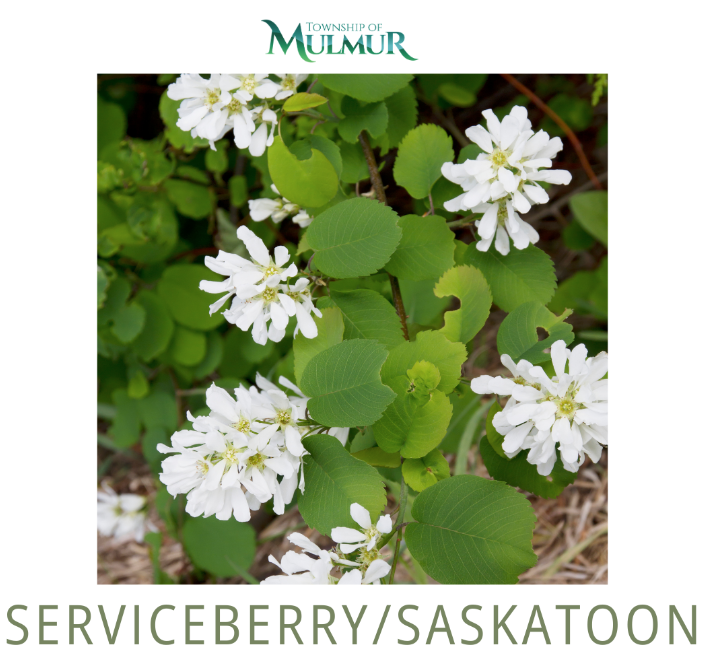 Serviceberry (Saskatoon) Seedlings 2026