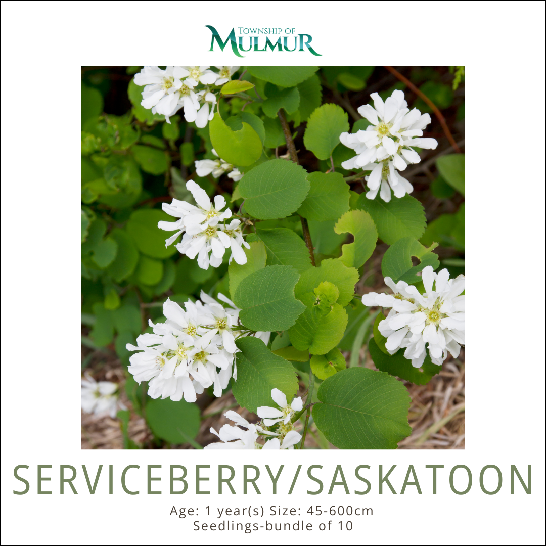 Serviceberry (Saskatoon) Seedlings -