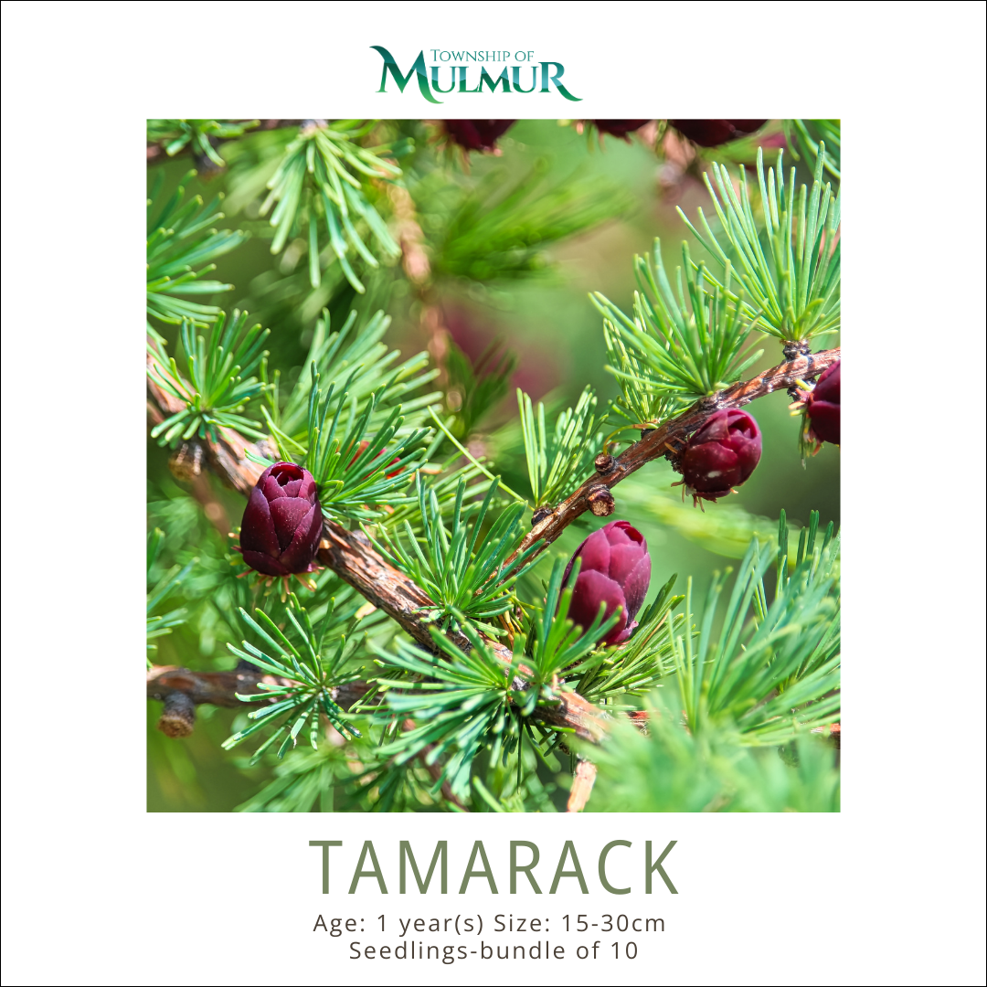 Tamarack Seedlings