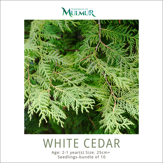 White Cedar