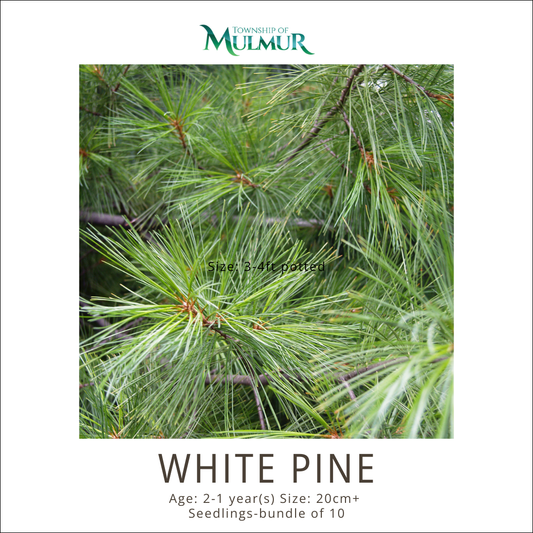 White Pine -